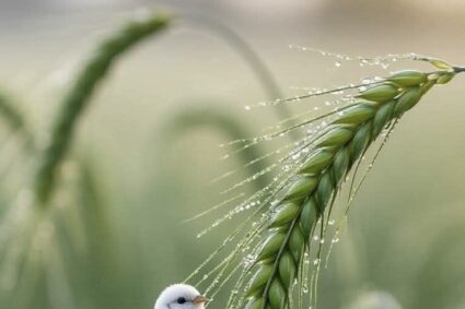Piccolo uccello bianco posato delicatamente su una spiga di grano verde, ricoperta di goccioline di rugiada scintillanti alla luce del sole.