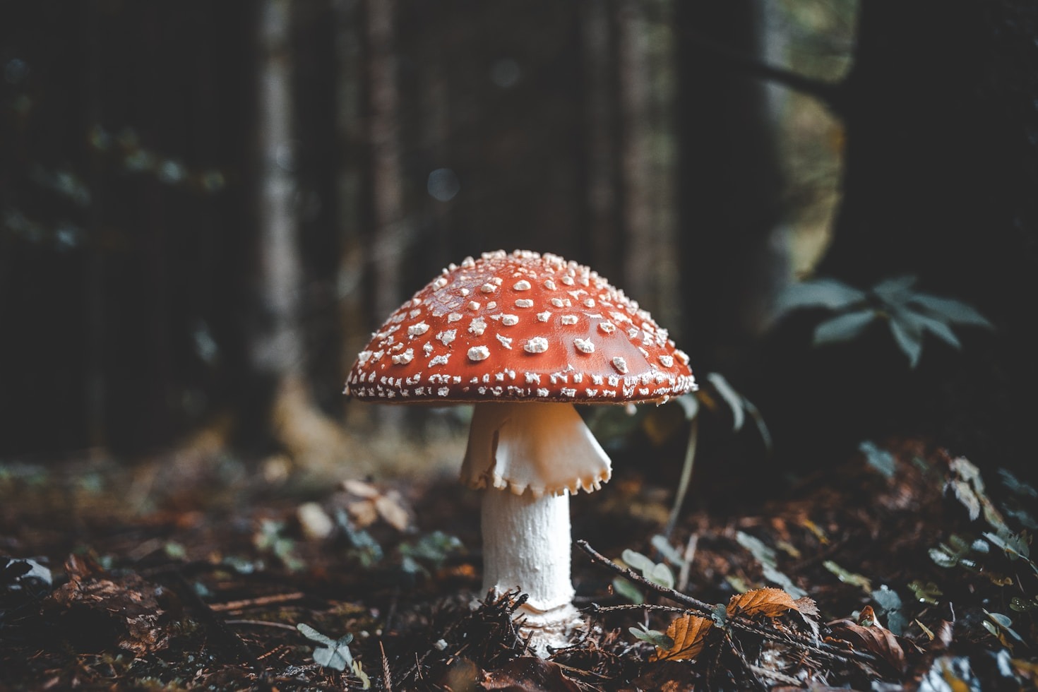 Creatività e natura: una connessione perduta
