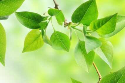 AGRO – OMEOPATIA SISTEMICA: la nuova frontiera verde dell’agricoltura. Verso un’agricoltura resiliente, capace di nutrire il pianeta senza avvelenarlo, restituendo equilibrio tra natura, uomo e futuro.