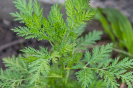 ARTEMISIA ANNUA – DALLA TRADIZIONE ALLA RICERCA MODERNA: L’ERBA CHE DIVIDE LA SCIENZA!