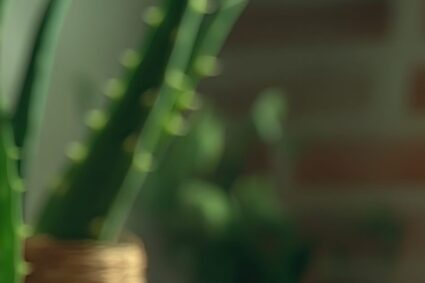 Aloe vera: proprietà, coltivazione e applicazioni terapeutiche confermate dalla ricerca