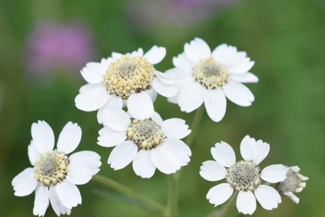 Achillea, pianta erbacea perenne utilizzata in fitoterapia.