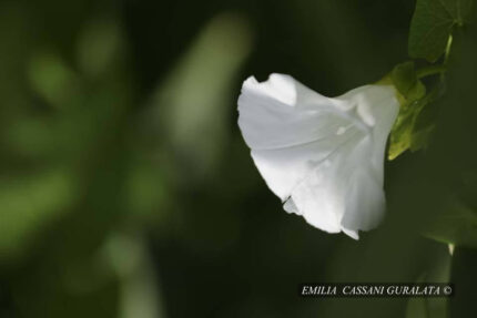 CAMPANELLA SELVATICA tra le ombre del verde, illuminata da un raggio di luce.