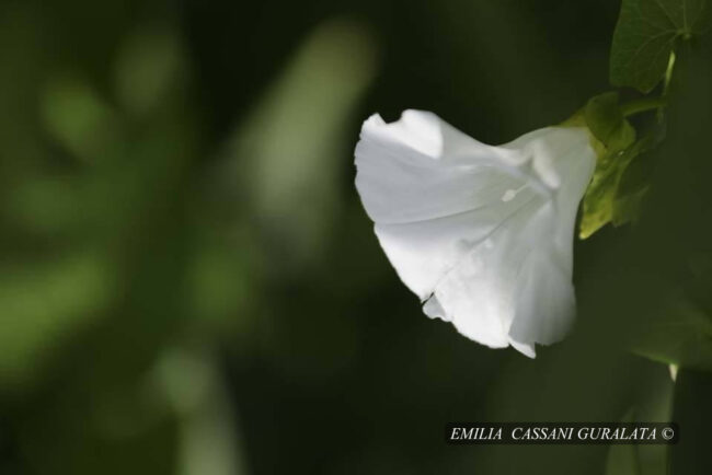 CAMPANELLA SELVATICA tra le ombre del verde, illuminata da un raggio di luce.
