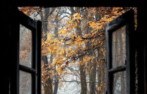 Un immagine di un bosco in autunno visto attraverso una finestra aperta, con foglie cadute a terra e alberi dai colori caldi.