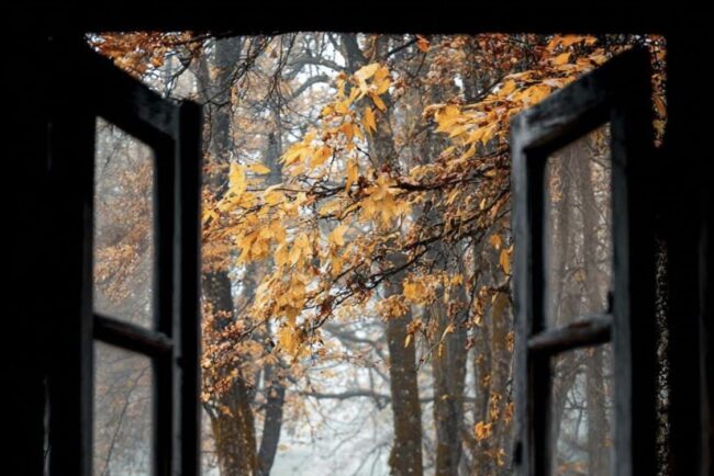 Un immagine di un bosco in autunno visto attraverso una finestra aperta, con foglie cadute a terra e alberi dai colori caldi.