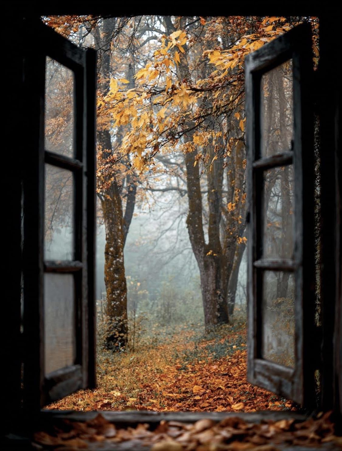 Un immagine di un bosco in autunno visto attraverso una finestra aperta, con foglie cadute a terra e alberi dai colori caldi.