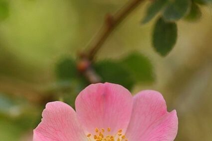 ROSA CANINA