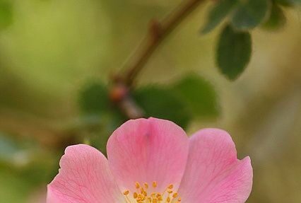Una rosa canina rosa con cinque petali e stami gialli.