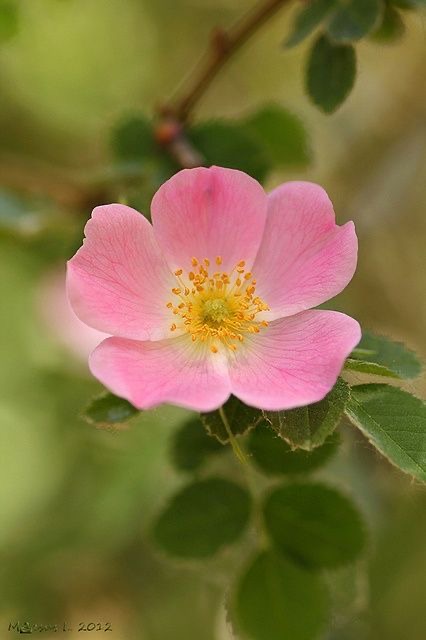 Una rosa canina rosa con cinque petali e stami gialli.
