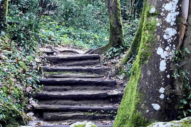 Sentiero nel bosco con scalini di legno muschiosi al Laghetto di San Benedetto sul fiume Aniene.