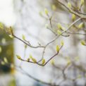 germogli sullo sfondo di un paesaggio naturale. L'immagine si riferisce alla gemmoterapia, una pratica terapeutica che utilizza i tessuti vegetali freschi allo stato embrionale.