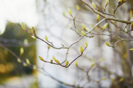 germogli sullo sfondo di un paesaggio naturale. L'immagine si riferisce alla gemmoterapia, una pratica terapeutica che utilizza i tessuti vegetali freschi allo stato embrionale.