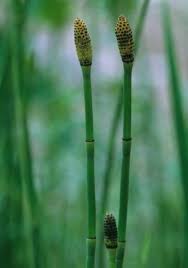 Equisetum laevigatum e isotopi dell’ossigeno: una pianta che produce segnali “cosmici” e rivoluziona la paleoclimatologia.