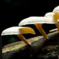 La magia dei funghi mangia plastica.