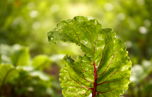 Foglia verde di bietola con venature rosse e gocce d’acqua, su sfondo naturale sfocato.