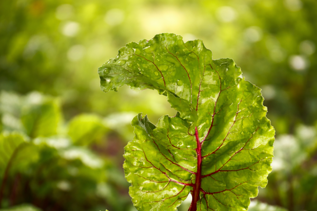Foglia verde di bietola con venature rosse e gocce d’acqua, su sfondo naturale sfocato.