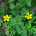 Primo piano di una pianta di acetosella con foglie verdia forma di cuore e due piccoli fiori gialli a cinque petali su uno sfondo sfocato.