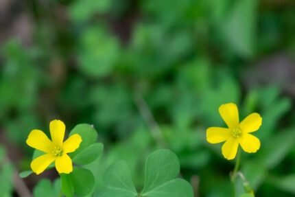 Primo piano di una pianta di acetosella con foglie verdia forma di cuore e due piccoli fiori gialli a cinque petali su uno sfondo sfocato.
