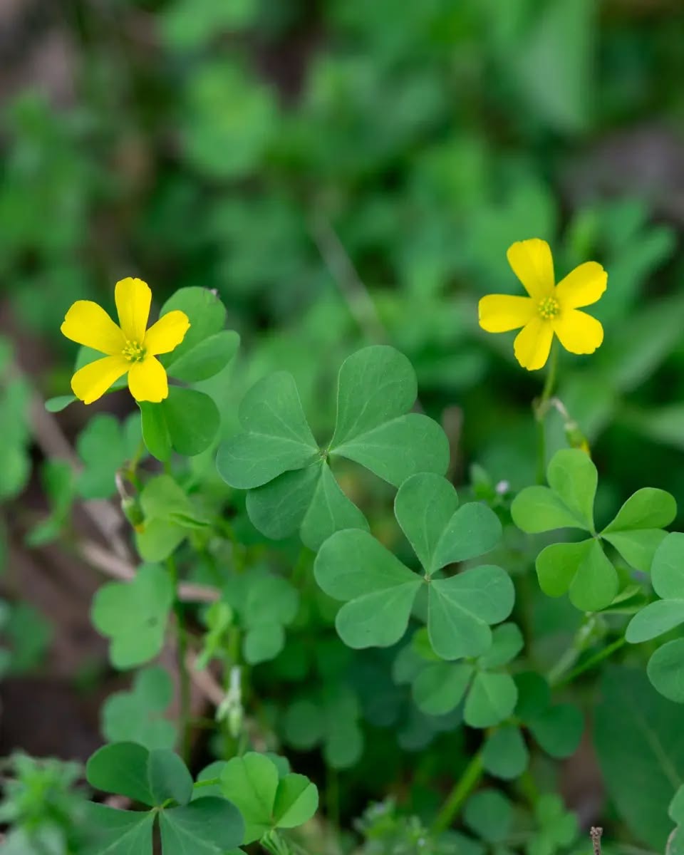 Primo piano di una pianta di acetosella con foglie verdia forma di cuore e due piccoli fiori gialli a cinque petali su uno sfondo sfocato.