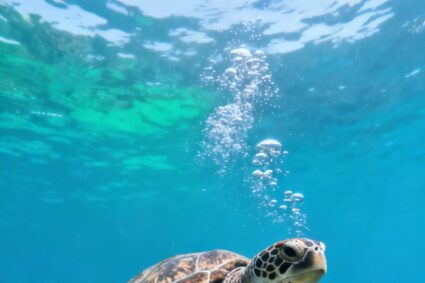 Il GPS segreto delle TARTARUGHE MARINE