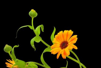 Primo piano di fiori di calendula arancioni con boccioli e foglie verdi.
