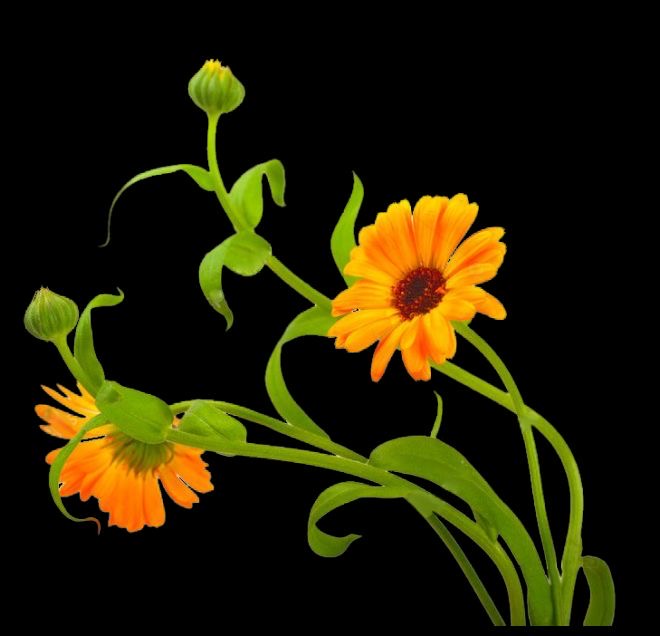 Primo piano di fiori di calendula arancioni con boccioli e foglie verdi.