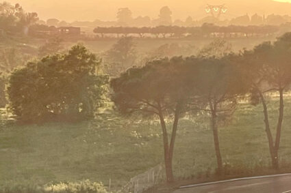 Strada rurale sinuosa che attraversa le colline toscane avvolte dalla nebbia all'alba, con pini marittimi e luce dorata.
