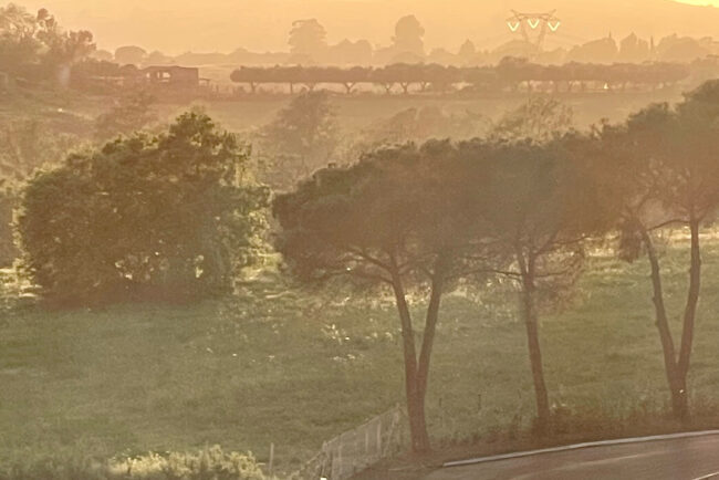 Strada rurale sinuosa che attraversa le colline toscane avvolte dalla nebbia all'alba, con pini marittimi e luce dorata.