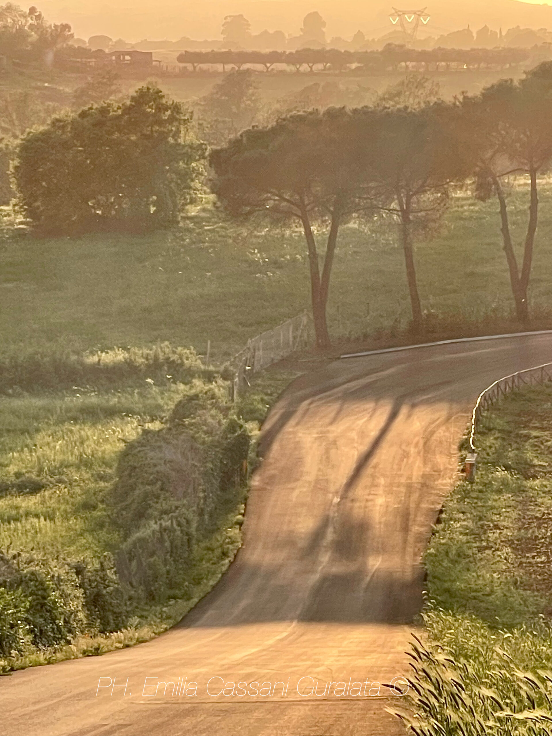Strada rurale sinuosa che attraversa le colline toscane avvolte dalla nebbia all'alba, con pini marittimi e luce dorata.