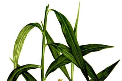 Illustrazione botanica vintage della pianta di zenzero con rizoma, radici, fusto fiorito e foglie lanceolate.