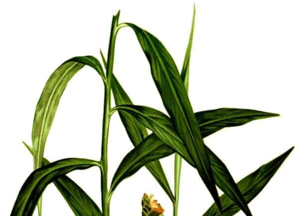 Illustrazione botanica vintage della pianta di zenzero con rizoma, radici, fusto fiorito e foglie lanceolate.
